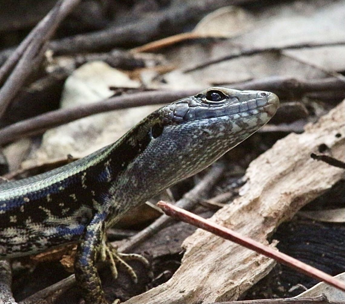 Eastern Water Skink - Eulamprus quoyii Alwise inquisitive  Australia,Eamw images,Eamw reptiles,Eastern Water Skink,Eulamprus quoyii,Geotagged