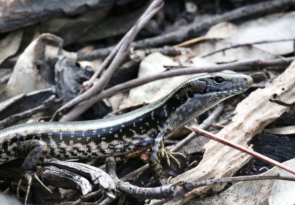 Eastern Water Skink - Eulamprus quoyii Very variable in coloration  Australia,Eamw images,Eamw reptiles,Eastern Water Skink,Eulamprus quoyii,Geotagged,Winter