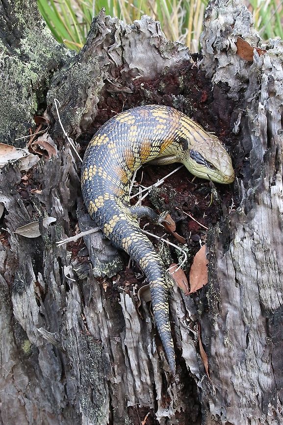 Blotched blue-tongued lizard - Tiliqua nigrolutea) This one took advantage to soak up a bit of sun on a mid winter day in southern Victoria Australia  Australia,B Tiliqua nigrolutea) lotched blue-tongued lizard,Eamw images,Eamw reptiles,Geotagged,Tiliqua nigrolutea,Winter