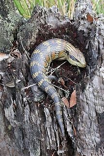 Blotched blue-tongued lizard