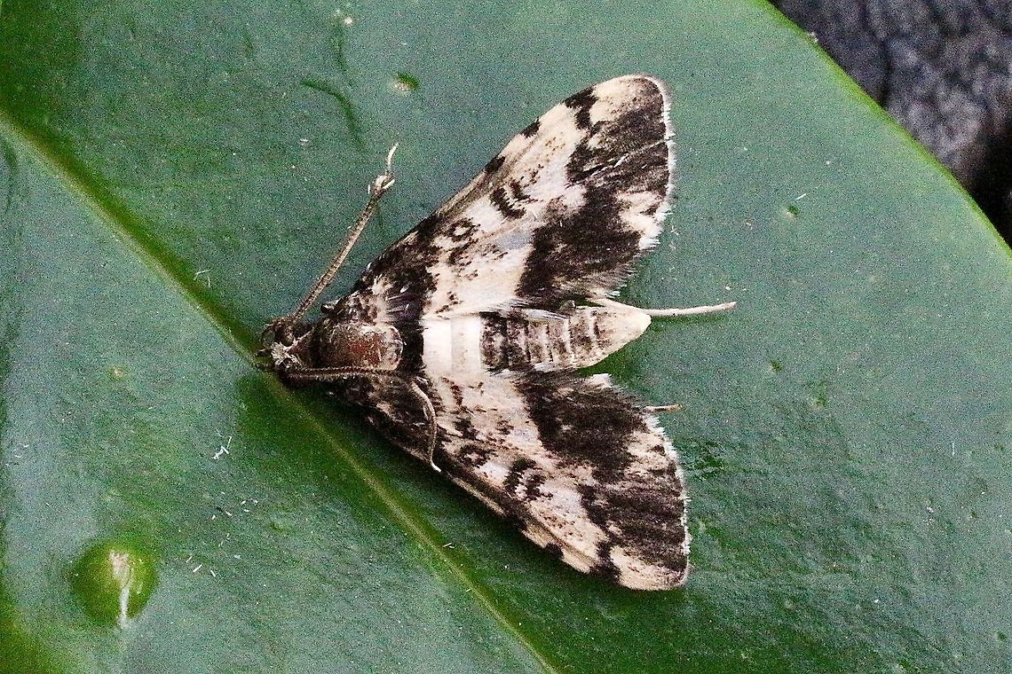 Nacoleira amphicadalis  Australia,Eamw images,Eamw moth,Geotagged,Nacoleia amphicedalis,Nacoleira,Spring