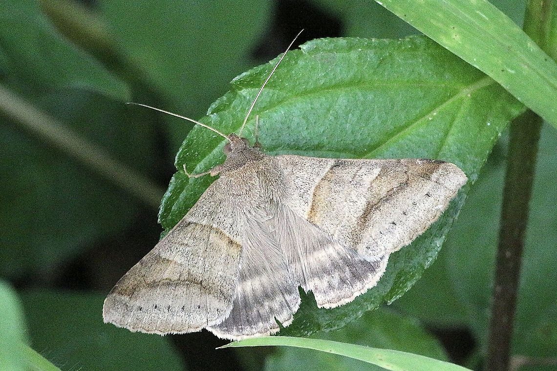 Mocis trifasciata Wing span approximately 35mm Australia,Eamw images,Eamw moth,Geotagged,Mocis ew,Mocis trifasciata,Spring