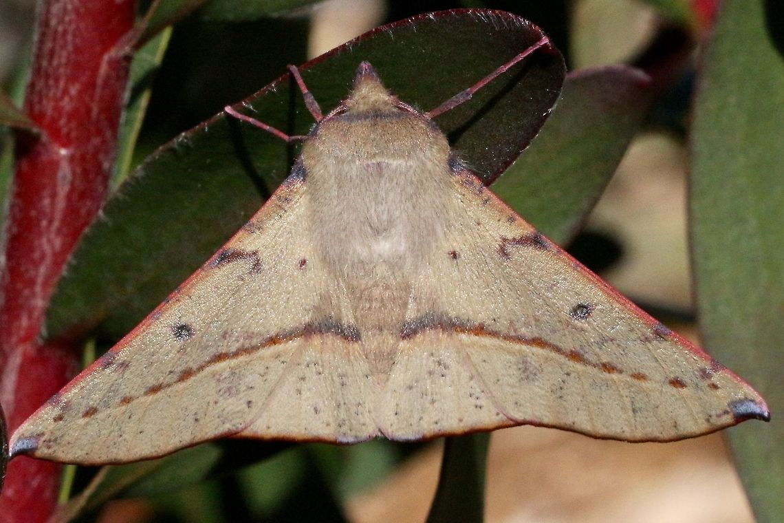 Pink-bellied moth - Oenochroma vinaria Wingspan 50 plus mm Australia ew,Eamw moth,Oenochroma ew,Oenochroma vinaria,Pink-bellied moth,VIC AUST,adult moth