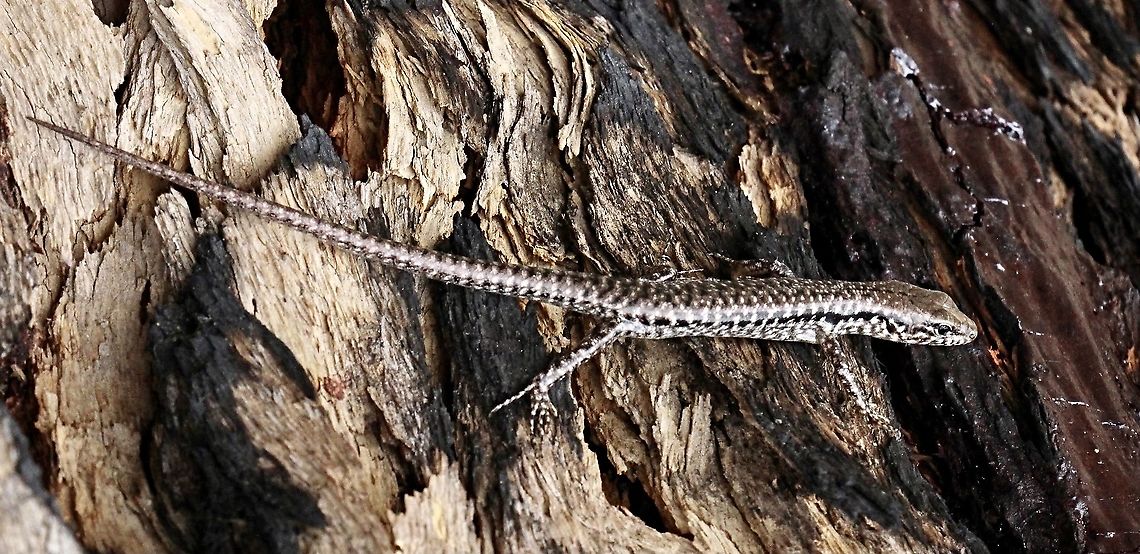 Bar -sided forest-skink - Concinnia tenuis  Australia,Concinnia tenuis,Eamw images,Eamw reptiles,Geotagged,Spring