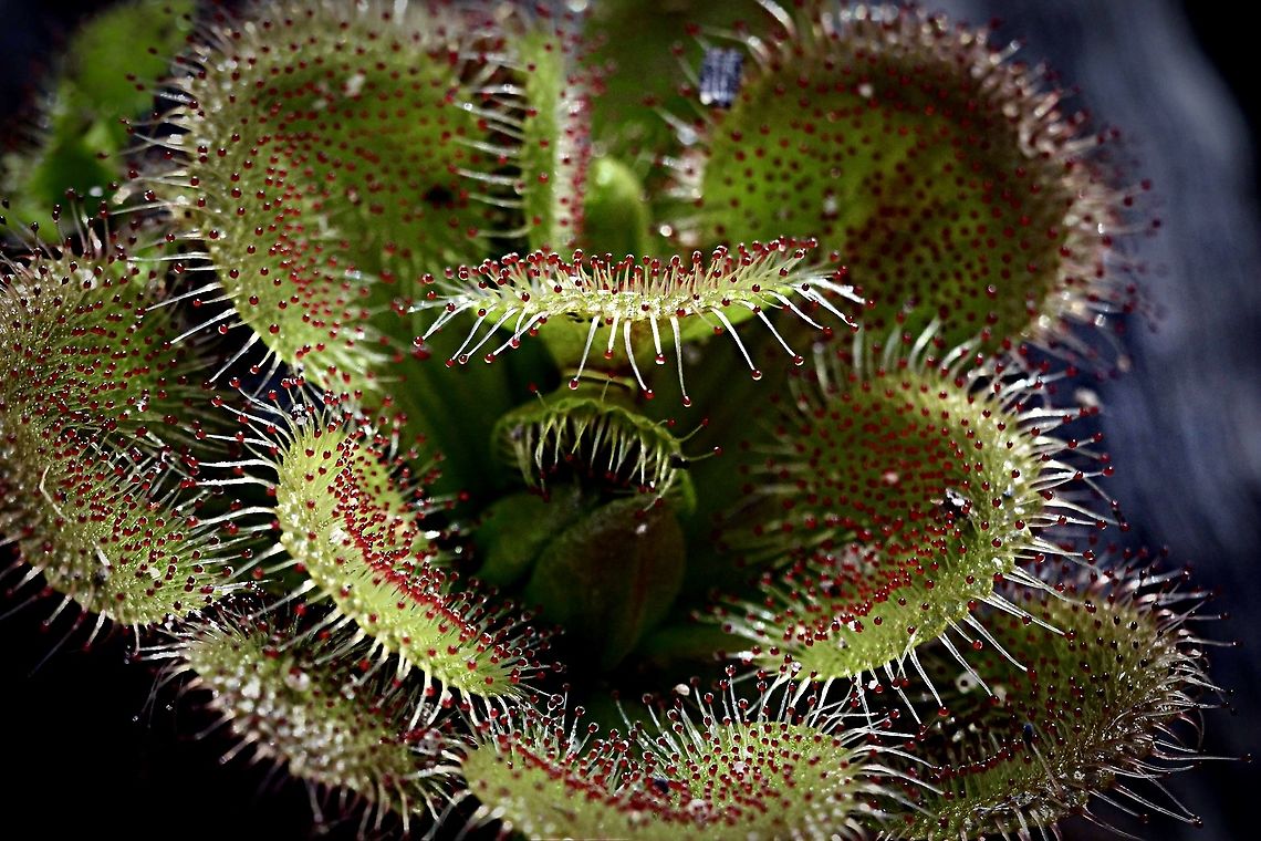 Whittaker&lsquo;s Sundew - Drosera whittakeri  Australia,Drosera whittakeri,Eamw,Eamw images,Geotagged,Whittaker's Sundew