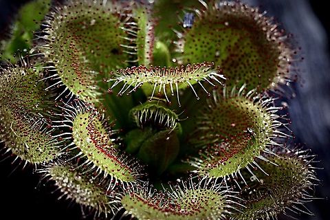 Whittaker‘s Sundew - Drosera whittakeri  Australia,Drosera whittakeri,Eamw,Eamw images,Geotagged,Whittaker's Sundew