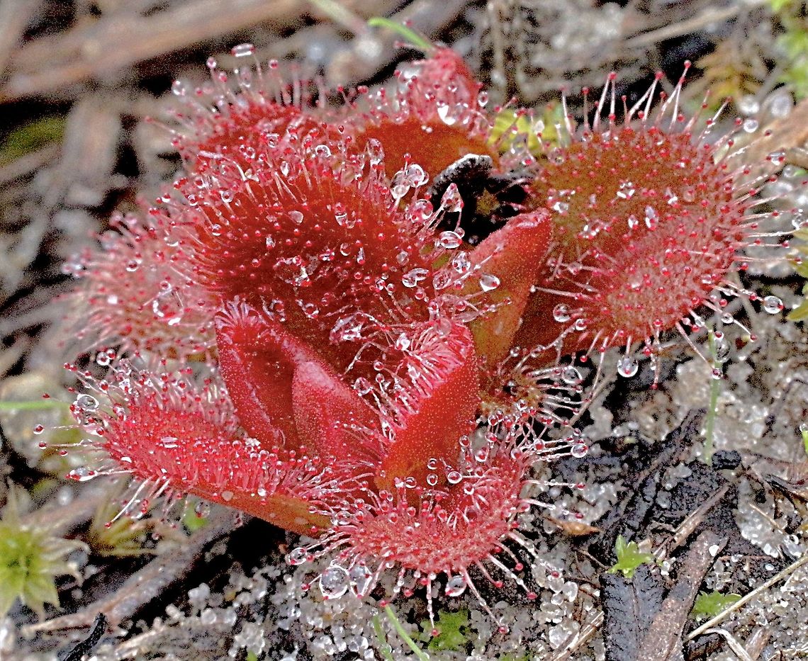 Whittaker’s Sundew - Drosera whittakeri A very variable species in coloration. Australia,Drosera whittakeri,Eamw,Eamw images,Fall,Geotagged,Whittaker's Sundew