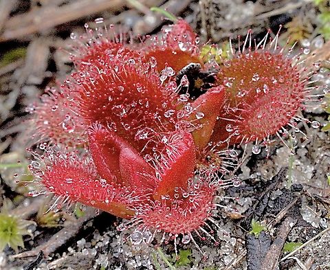 Whittaker’s Sundew - Drosera whittakeri A very variable species in coloration. Australia,Drosera whittakeri,Eamw,Eamw images,Fall,Geotagged,Whittaker's Sundew