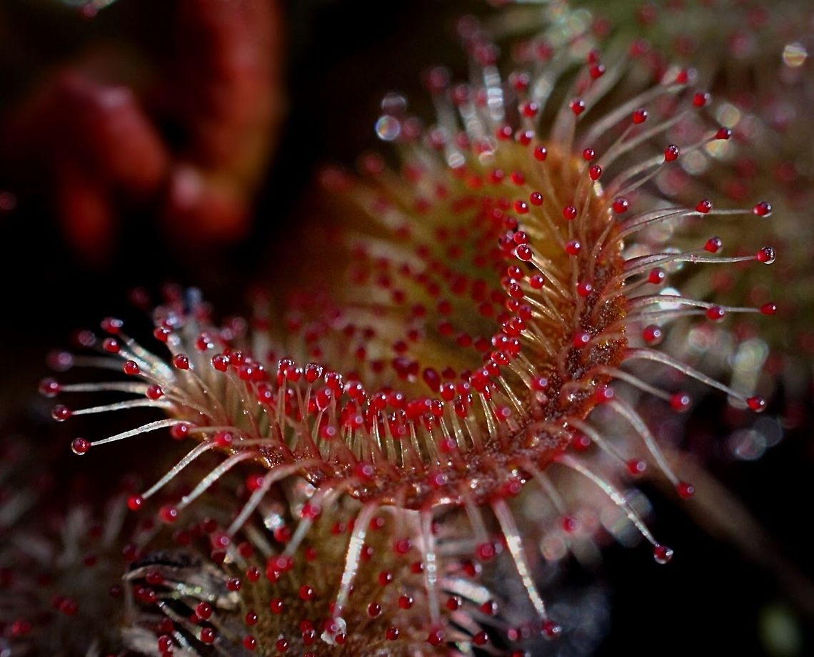 Whittaker‘s Sundew - Drosera whittakeri  Australia,Drosera whittakeri,Eamw flora,Geotagged,Whittaker's Sundew
