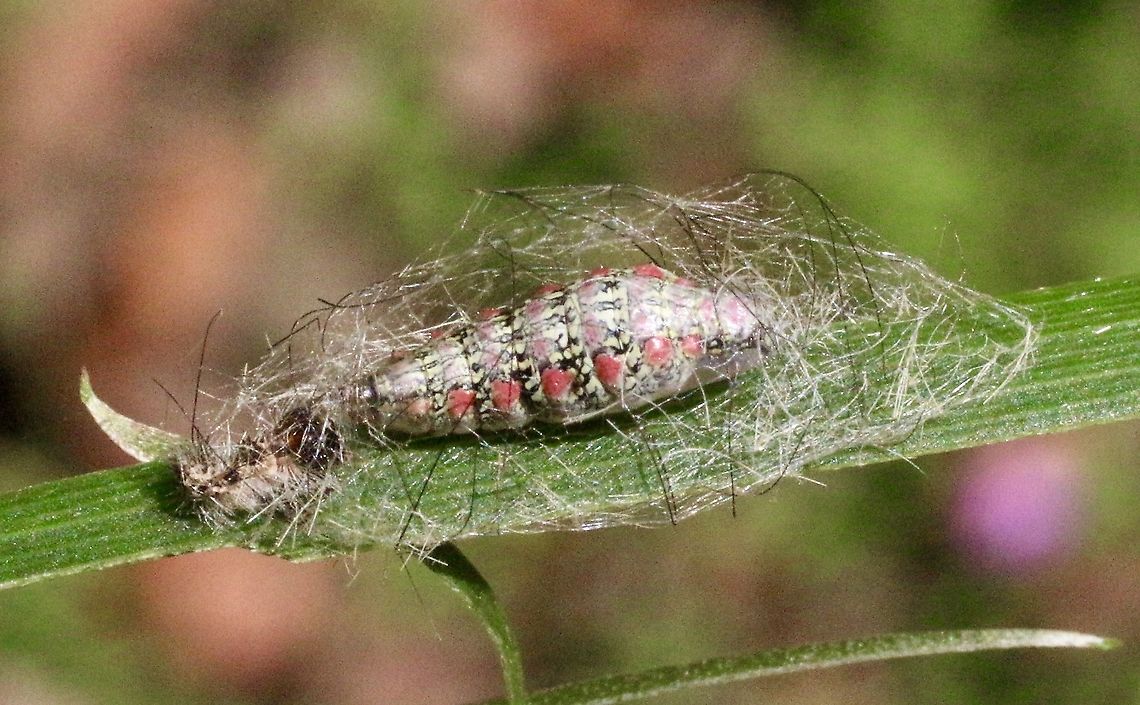 Clouded Footman - Anestia ombrophanes The caterpilar shed its skin , build a protective cage and is ready to transform into a pupae. <br />
Image taken 13 December 2017 Anestia ew,Anestia ombrophanes,Australia ew,Clouded Footman,Eamw moth,Karana Downs Qld,May 2021,Pupae