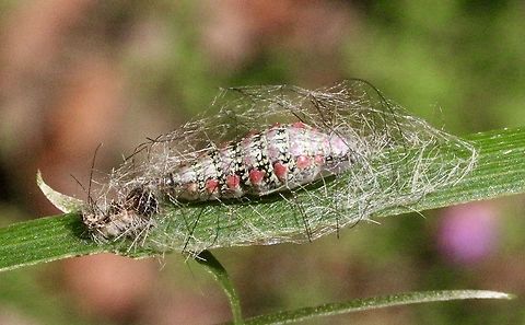 Clouded Footman - Anestia ombrophanes The caterpilar shed its skin , build a protective cage and is ready to transform into a pupae. 
Image taken 13 December 2017 Anestia ew,Anestia ombrophanes,Australia ew,Clouded Footman,Eamw moth,Karana Downs Qld,May 2021,Pupae