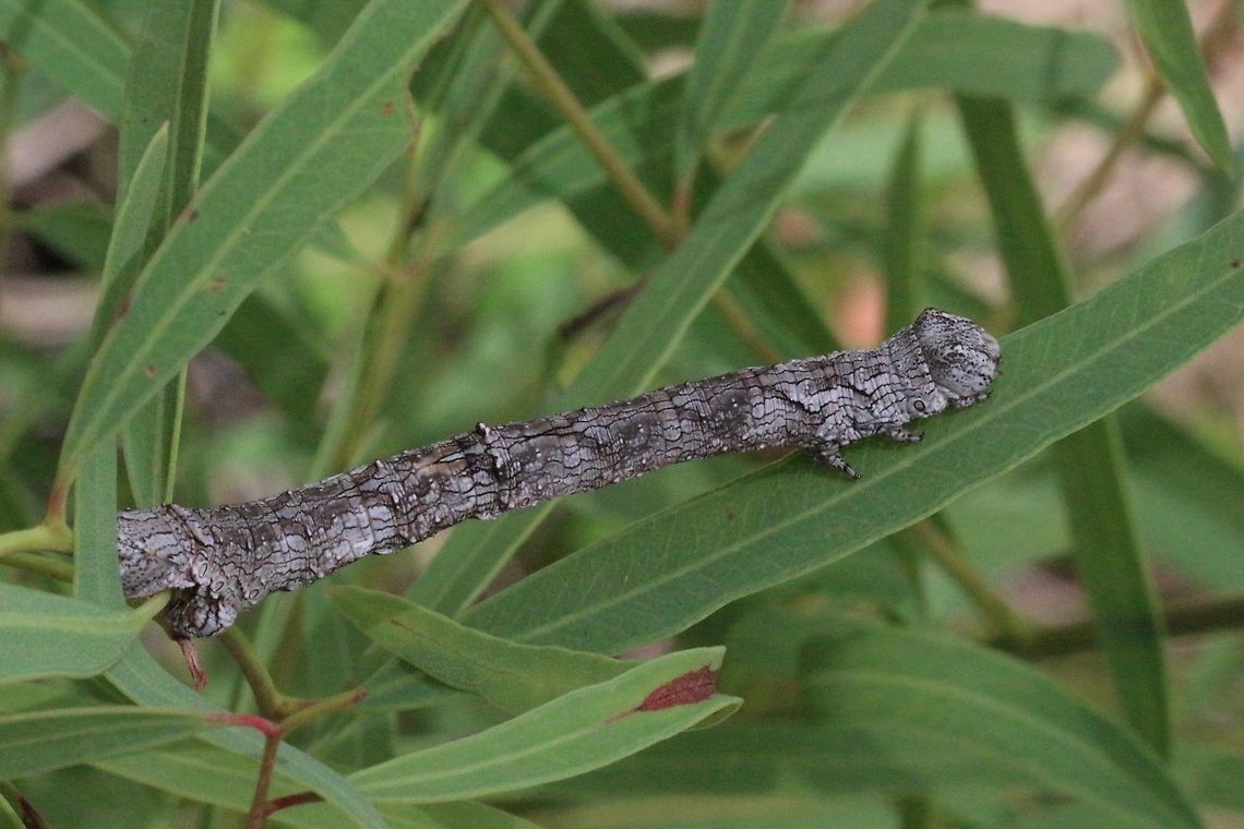 Fallen bark looper - Gastrophora henricaria On dead tree branches it would be almost impossible to find ,unless it moved. Australia,Eamw caterpillars,Eamw images,Eamw moth,Fallen bark looper,Gastrophora,Gastrophora henricaria,Geotagged,Spring