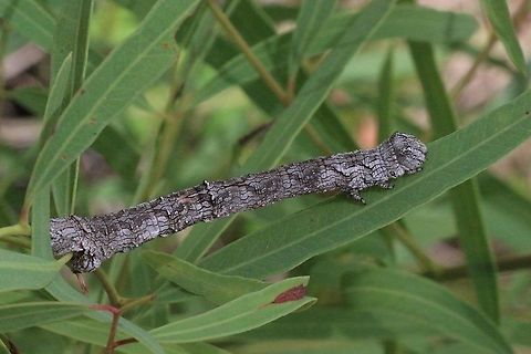 Fallen bark looper - Gastrophora henricaria On dead tree branches it would be almost impossible to find ,unless it moved. Australia,Eamw caterpillars,Eamw images,Eamw moth,Fallen bark looper,Gastrophora,Gastrophora henricaria,Geotagged,Spring