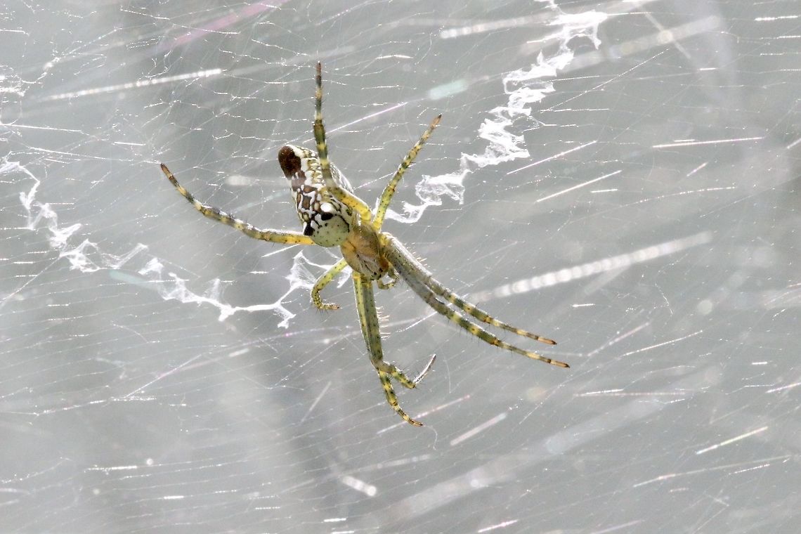 Dome Tent Spider - Cyrtophora moluccensis In her web Australia,Cyrtophora moluccensis,Dome Tent Spider,Eamw images,Eamw spiders,Geotagged,Spring