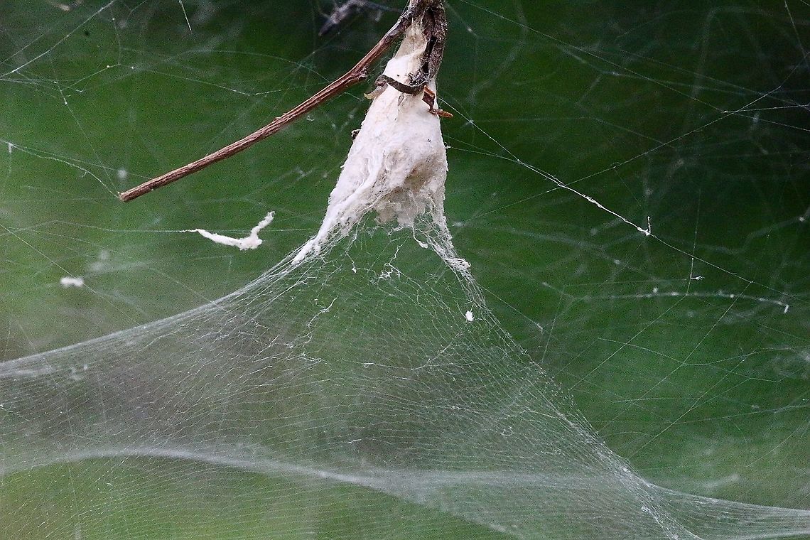 Dome like Web from Dome Tent Spider - Cyrtophora moluccensis The spider deposits it&rsquo;s egg sack in the pinnacle of the tent from the inside. Australia,Cyrtophora moluccensis,Dome Tent Spider,Eamw images,Eamw spiders,Geotagged,Summer