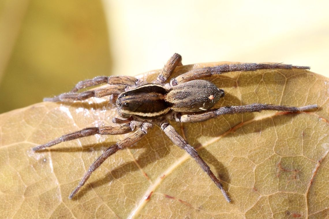 Little wolf spider - Venatrix furcillata Mostlikely the male, but not 100% sure. Australian spiders,Eamw images,Eamw spiders,Eamw wolf spiders,Little wolf spider,North Nowra Nsw,Venatrix furcillata