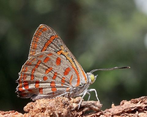 Moonlight jewel - Hypochrysops delicia  Australia,Australian butterflies,Brisbane area,Eamw butterflies,Eamw images,Geotagged,Hypochrysops delicia,Spring