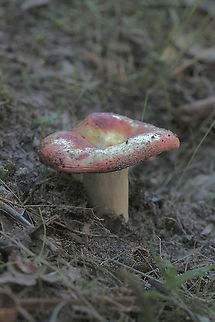 Russula clelandii Variable cap coloration. Australia,Eamw fungi,Eamw images,Fall,Fleurieu peninsula SA,Geotagged,Mount Billy,Russula clelandii