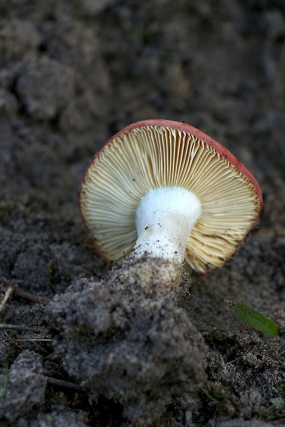 Russula clelandii details of Gill Formation  Australia,Australian fungi,Eamw fungi,Eamw images,Fall,Fleurieu peninsula SA,Geotagged,Mount Billy,Russula clelandii