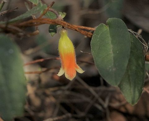 Billardiera bignoniacea  Australia,Australian Flora,Eamw,Eamw images,Fall,Fleurieu peninsula SA,Geotagged,Marianthus bignoniaceus,Mount Billy,Orange Bell-Climber