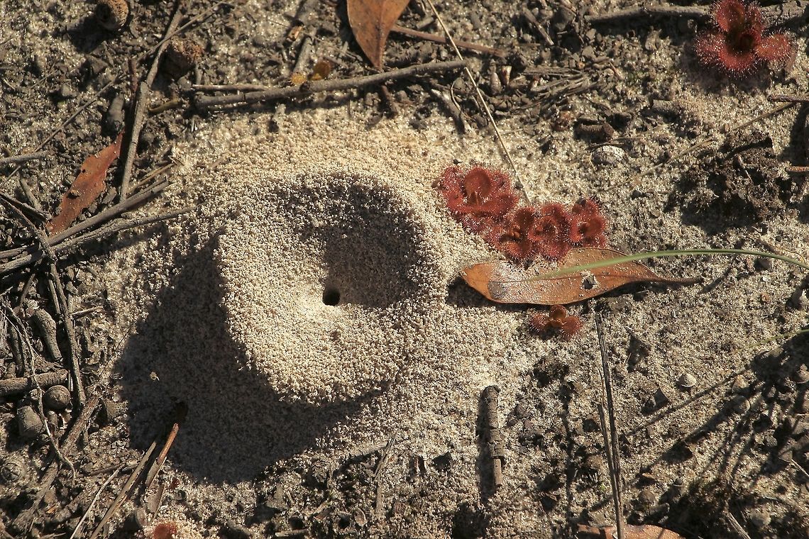 Pit trap constructed by a unidentified species of invertebrate . Ironic really,  trap beside a Drosera Whittaker&rsquo;s  carnivorous plant.<br />
Maybe not a trap but just a ant build structure. Ant related,Australia,Australian animal structures,Eamw images,Eamw unidentified,Fall,Geotagged