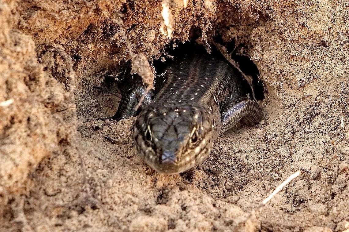 Whites skink - Liopholis whitii Emerging from its tunnel. Australia,Australian skinks,Eamw images,Eamw reptiles,Fall,Fleurieu peninsula SA,Geotagged,Liopholis whitii,Mount Billy SA,Whites skink