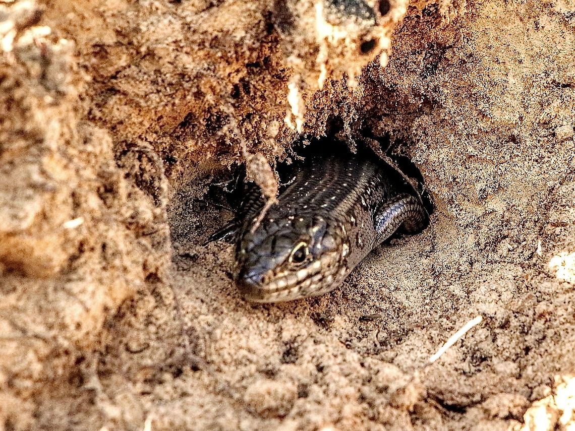 Whites skink - Liopholis whitii Found it under a large flat rock. It had a tunnel leading further into the moist sand. Considering the 16 c temperature this skink was moving fast and didn&rsquo;t allow for a full body image. Australia,Australian skinks,Eamw images,Eamw reptiles,Fall,Fleurieu peninsula SA,Geotagged,Liopholis whitii,Mount Billy SA,Whites skink