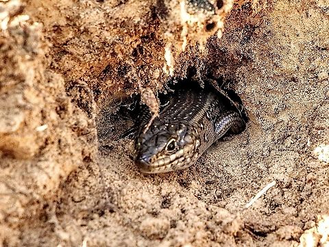 Whites skink - Liopholis whitii Found it under a large flat rock. It had a tunnel leading further into the moist sand. Considering the 16 c temperature this skink was moving fast and didn’t allow for a full body image. Australia,Australian skinks,Eamw images,Eamw reptiles,Fall,Fleurieu peninsula SA,Geotagged,Liopholis whitii,Mount Billy SA,Whites skink