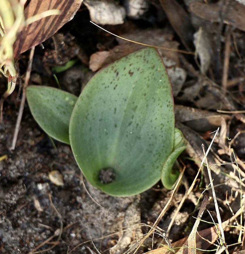 Leaf of Red beak orchid - Pyrochis nigricans Just because I found the orchid leaf doesn&rsquo;t mean it will flower this year. <br />
<br />
Red Beaks are usually seen as large colonies of leaves. They will occasionally flower in unburnt bushland and there are rare populations that flower every year. The vast majority, however, will patiently  wait till after a hot summer fire, when they will flower en mass. It appears that their leaves get bigger each year - up to 20cm long. However, once the plants flower, the leaves return to the more usual 5-8cm long. Red Beaks are found throughout the South West in many different habitats. Plants in the Wheatbelt appear to be more likely to flower without a fire than plants in the Darling Range and lower South West.<br />
<br />
<a href="http://chookman.id.au/wp_orchids/?page_id=752" rel="nofollow">http://chookman.id.au/wp_orchids/?page_id=752</a> Australia,Australian orchids,Eamw flora,Eamw images,Eamw orchids,Fall,Geotagged,Orchids May,Pyrorchis nigricans,Reden beaks,Terestrial es orchids