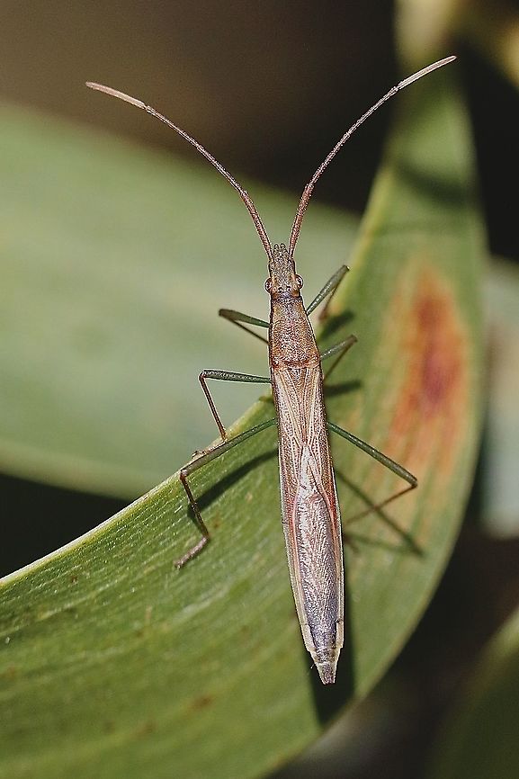 Mutusca brevicornis Observed on a acacia along a country road to a nature reserve. Unusual long and slender. Australia,Eamw broad-headed bugs,Geotagged,Mutusca brevicornis,Spring