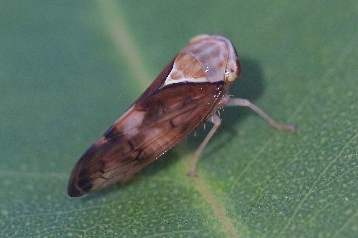 Brunotartessus fulvus Only about 6-7mm long ,living on unidentified eucalyptus tree.  Australia,Australian leafhoppers,Brunotartessus fulvus,Eamw images,Eamw leafhoppers,Fall,Geotagged,Illaroo NSW,Yellow-headed Leafhopper