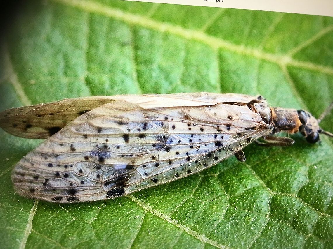 Dobsonfly - Archichauliodes guttiferus Spotted 11.4.2018 Archichauliodes guttiferus,Australia,Australian dobsonfly,Eamw,Eamw Dobsonflies,Fall,Geotagged,Illaroo NSW