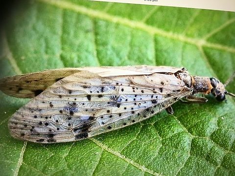 Archichauliodes guttiferus