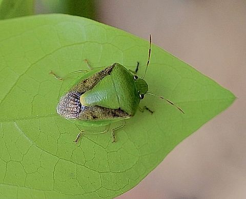 Unidentified stink Bug ,possibly Genus Plautia  Australia,Australian stink bugs,Brisbane area,Eamw images,Eamw stink bugs,Geotagged,Stink bugs