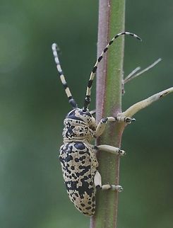 Australian longhorn beetle - Penthea pardalis  Australia,Australian beetles,Brisbane area,Eamw beetles,Geotagged,Penthea pardalis,Summer,eamw Long Horn beetle