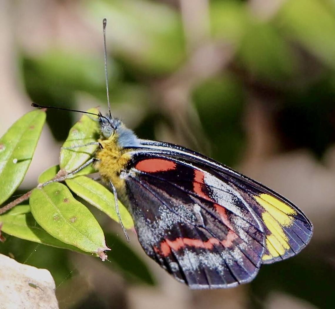 Black Jezebel - Delias nigrina,  Australia,Australian butterflies,Black Jezebel,Delias nigrina,Eamw butterflies,Eamw images,Geotagged,Warner’s Bay NSW,winter
