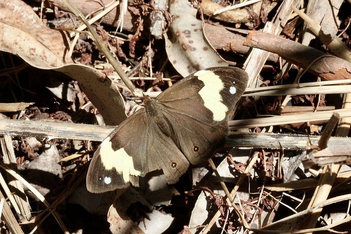 Wonder Brown - Heteronympha mirifica ( female ) The females look entirely different to the males and it had me confused. The females are also larger and black on top with grey underneath, and each forewing has a white bar and a white spot near the wingtip. There is also a small eyespot on the top of each hindwing. The female butterflies have a wing span of about 6 cms. For many years it was thought the sexes were from different species, not only because of their different wing patterns, but also because the males tend to congregate towards the tops of hills, and the females prefer the moist gullies below. Australia,Eamw butterflies,Fall,Geotagged,Heteronympha mirifica,Illaroo NSW,Wonder Brown