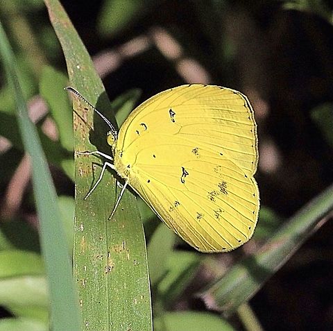 Grass Yellow in genus Eurema  Australia,Australian butterflies,Common Grass Yellow,Eamw butterflies,Eamw images,Eurema hecabe,Geotagged,Karana Downs Qld
