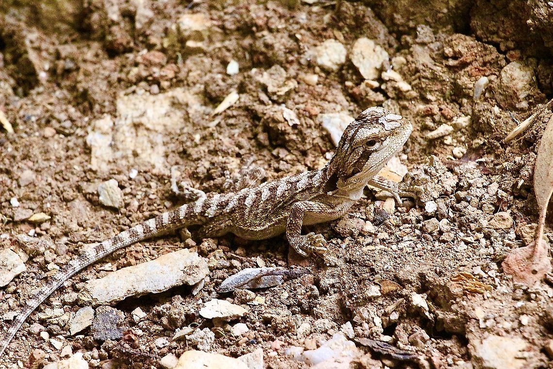 Eastern bearded dragon - Pogona barbata.   (Juvenile) Almost a monogram image of this juvenile bearded dragon. Approximately 20 Cm long. Australia,Eamw images,Eamw reptiles,Eastern bearded dragon,Fall,Geotagged,Pogona barbata
