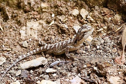 Eastern bearded dragon - Pogona barbata.   (Juvenile) Almost a monogram image of this juvenile bearded dragon. Approximately 20 Cm long. Australia,Eamw images,Eamw reptiles,Eastern bearded dragon,Fall,Geotagged,Pogona barbata