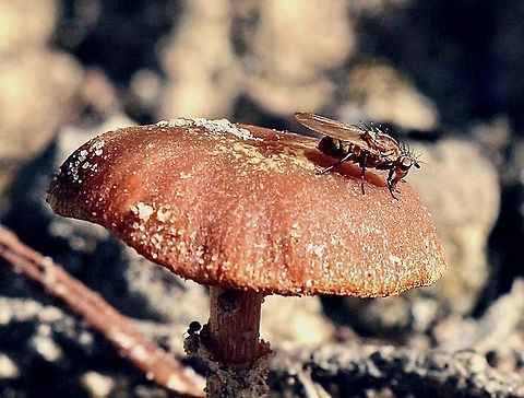 Unidentified fungi fly on a unidentified fungi  Australia,Australian fungi,Eamw images,Fall,Fungi flies,Geotagged,eamw flies