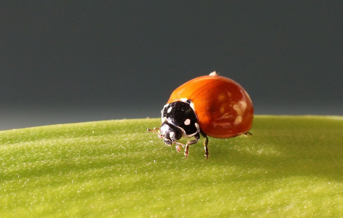 Spotless Ladybird Beetle - Cycloneda sanguinea Unusual to see one without dots. Cycloneda sanguinea,Eamw beetles,Eamw images,Eamw ladybird beetles,Fall,Geotagged,Spotless Ladybird Beetle,United States