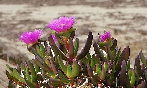 Coastal pigface - Carpobrotus virescens Adding colour to coastal sand dunes in the colder times in the year. Australia,Australian Flora,Carpobrotus,Carpobrotus virescens,Eamw,Eamw images,Encounter Bay SA,Fall,Geotagged,Pigface