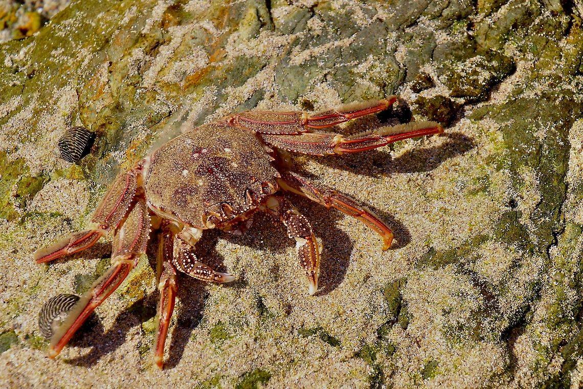 Red rock crab - Guinusia chabrus  Australia,Eamw images,Eamw marine invertebrates,Geotagged,Guinusia chabrus,Marine invertebrates,Mollymook nsw,Winter,crabs,marine life