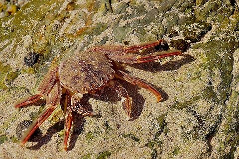 Red rock crab - Guinusia chabrus  Australia,Eamw images,Eamw marine invertebrates,Geotagged,Guinusia chabrus,Marine invertebrates,Mollymook nsw,Winter,crabs,marine life