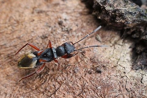Ant- mimicking Seed Bug - Daerlac cephalotes Found running around on a large River red gum tree.  Ant-mimicking Seed Bug,Australia,Bairnsdale Vic,Daerlac,Daerlac cephalotes,Eamw images,Geotagged,Rhyparochromidae,Summer,Udeocorin,eamw seed bugs