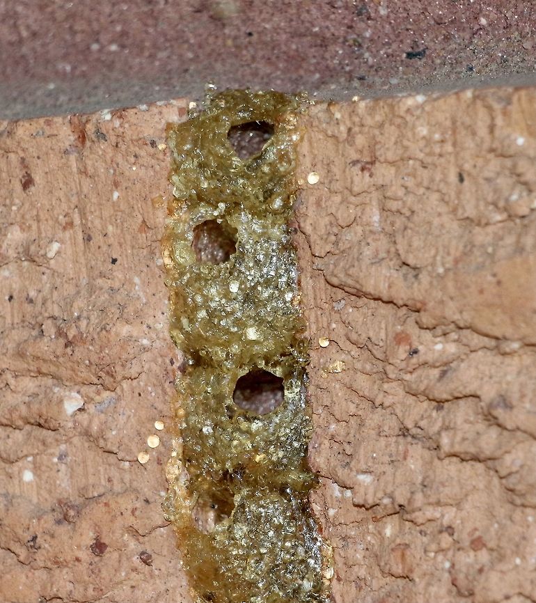 Resin Bee egg chambers Resin filled head joints in brickwork with individual egg chambers. Species of bee not known. Australia,Australian bees,Eamw bees,Eamw images,Geotagged,Resin bees,Winter