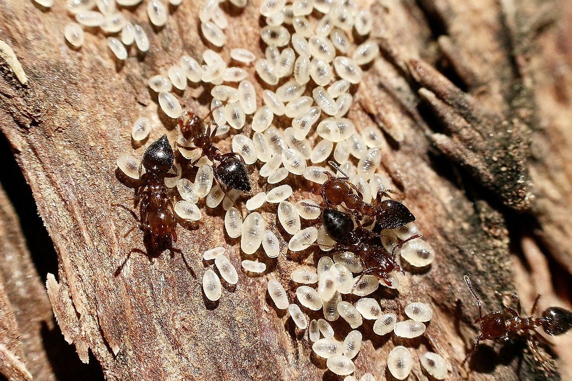 Black Valentine ant species tending to larvae Found under bark of a eucalyptus tree. Due to the heart shaped buster the ants are called Valentines ant. Ants,Australia,Australian ants,Eamw ants,Eamw images,Geotagged,Winter