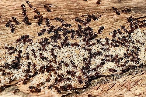 Black Valentine ants (genus - Crematogaster ) tending to brood.  Australia,Geotagged,Winter,eamw ants
