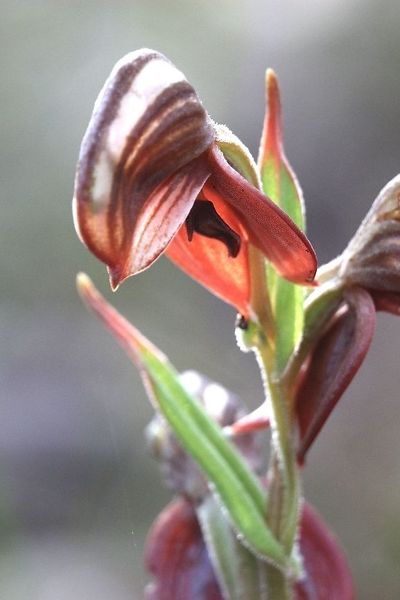Red-banded Greenhood - Pterostylis sanguinea  Australia,Australian orchids,Eamw images,Eamw orchids,Fall,Geotagged,Pterostylis sanguinea,Red-banded greenhood,Terestrial orchids